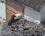 Capi_Dubne_20250606_140503.jpg