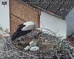 Capi_Dubne_20250606_141003.jpg