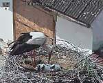 Capi_Dubne_20250606_141502.jpg