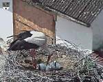 Capi_Dubne_20250606_142003.jpg