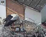 Capi_Dubne_20250606_143003.jpg