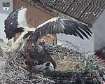 Capi_Dubne_20250606_143503.jpg
