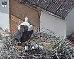 Capi_Dubne_20250606_144502.jpg
