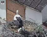 Capi_Dubne_20250606_145003.jpg