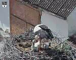 Capi_Dubne_20250606_151003.jpg
