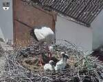 Capi_Dubne_20250606_151502.jpg