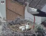 Capi_Dubne_20250606_152003.jpg
