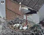 Capi_Dubne_20250606_152502.jpg