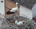 Capi_Dubne_20250606_153003.jpg