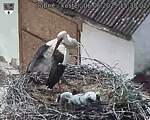 Capi_Dubne_20250606_153502.jpg