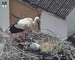 Capi_Dubne_20250606_154002.jpg