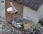Capi_Dubne_20250606_154503.jpg