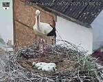 Capi_Dubne_20250606_160002.jpg