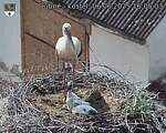 Capi_Dubne_20250606_160503.jpg