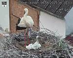 Capi_Dubne_20250606_161003.jpg