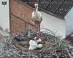 Capi_Dubne_20250606_162003.jpg