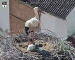 Capi_Dubne_20250606_163003.jpg