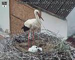 Capi_Dubne_20250606_163504.jpg