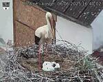 Capi_Dubne_20250606_164002.jpg