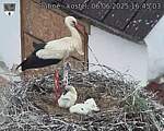 Capi_Dubne_20250606_164503.jpg
