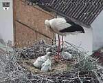 Capi_Dubne_20250606_165003.jpg