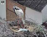 Capi_Dubne_20250606_165502.jpg