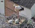 Capi_Dubne_20250606_170004.jpg