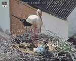 Capi_Dubne_20250606_170502.jpg