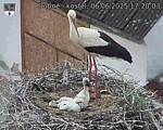 Capi_Dubne_20250606_172003.jpg