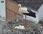 Capi_Dubne_20250606_172503.jpg