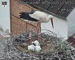 Capi_Dubne_20250606_174003.jpg