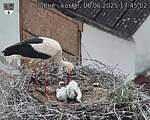 Capi_Dubne_20250606_174502.jpg