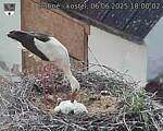 Capi_Dubne_20250606_180002.jpg