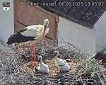 Capi_Dubne_20250606_180502.jpg