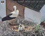 Capi_Dubne_20250606_181003.jpg