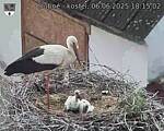 Capi_Dubne_20250606_181502.jpg
