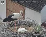 Capi_Dubne_20250606_182003.jpg