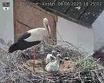 Capi_Dubne_20250606_182502.jpg