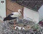 Capi_Dubne_20250606_183003.jpg