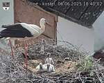 Capi_Dubne_20250606_184002.jpg