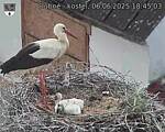 Capi_Dubne_20250606_184503.jpg