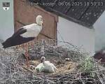 Capi_Dubne_20250606_185003.jpg
