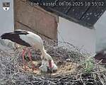 Capi_Dubne_20250606_185502.jpg