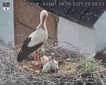 Capi_Dubne_20250606_190003.jpg