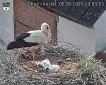 Capi_Dubne_20250606_190503.jpg