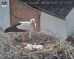 Capi_Dubne_20250606_191002.jpg