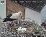 Capi_Dubne_20250606_192503.jpg