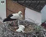 Capi_Dubne_20250606_193503.jpg