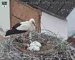 Capi_Dubne_20250606_194502.jpg