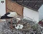Capi_Dubne_20250606_195003.jpg